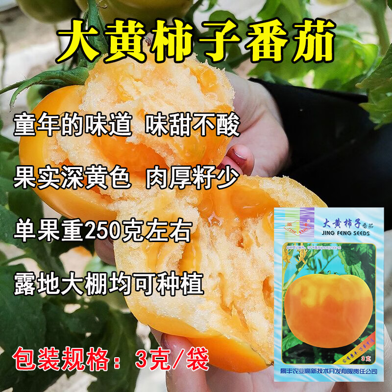 红人迷东北景丰大黄柿子种子肉厚多汁味甜春季秋季四季黄色西红柿番茄