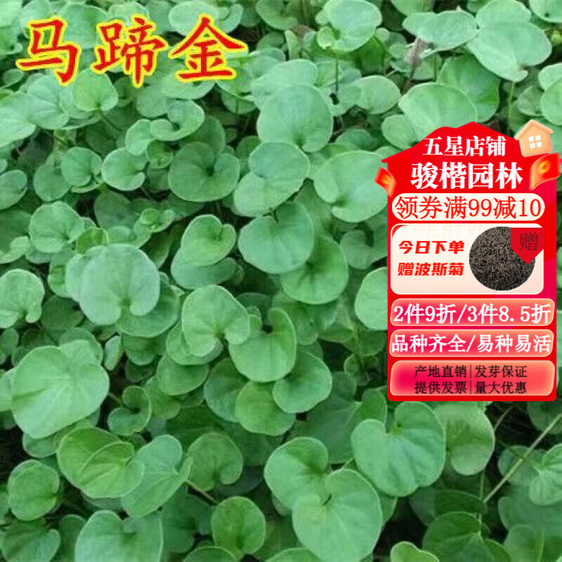 矮生四季青免修剪庭院绿化草坪草籽护坡耐旱耐寒草皮草子 马蹄金1斤