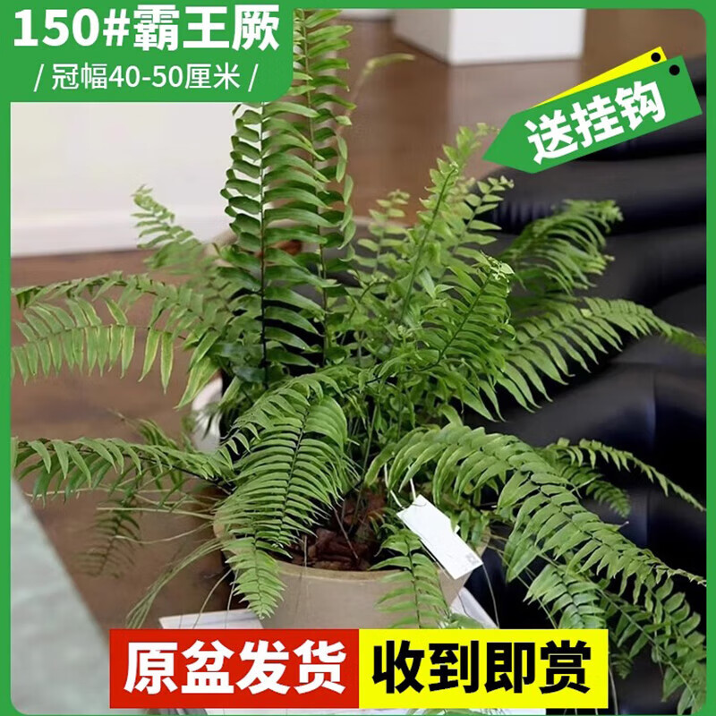 臨雅鳥巢蕨盆栽大苗鐵線蕨蕨類植物辦公室內(nèi)客廳觀葉綠植四季常青好養(yǎng) 150#霸王厥-冠幅40-50厘米+掛鉤