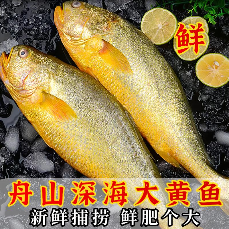 昕品方生海鮮深海黃花魚大黃魚特大三去黃瓜非青島福建黃魚公司團購優(yōu)惠 2條家庭裝 1.5斤左右/條