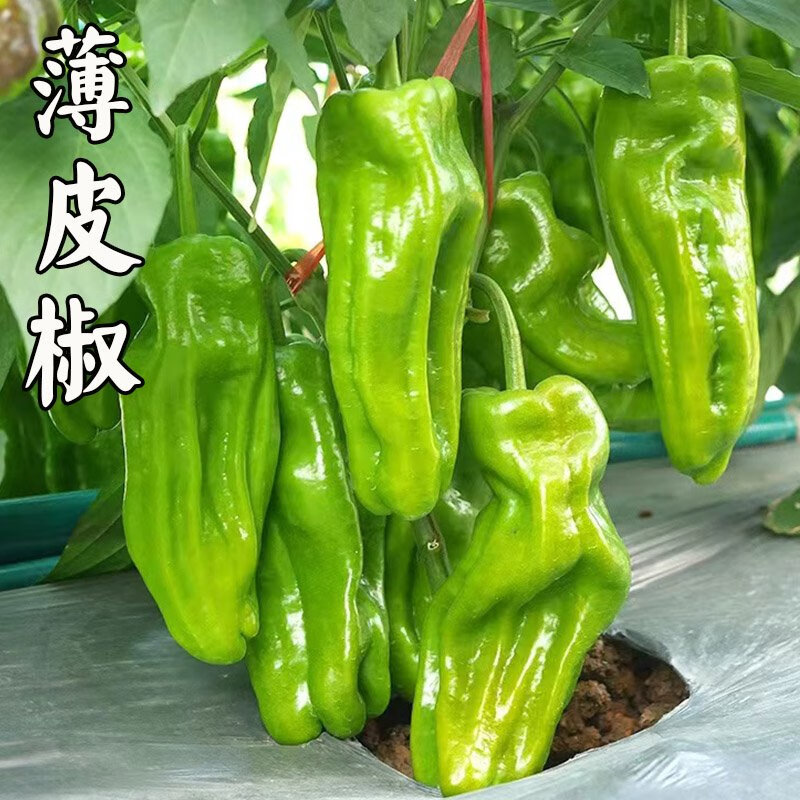 薄皮椒四季大果型薄皮青椒苗室内外种植阳台盆栽辣椒菜苗 薄皮椒苗5棵