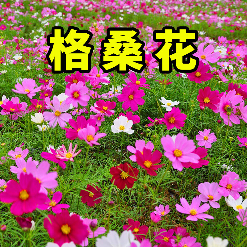 花室外庭院开花易活波斯菊野花组合花籽种孑 矮杆格桑花【半斤装】