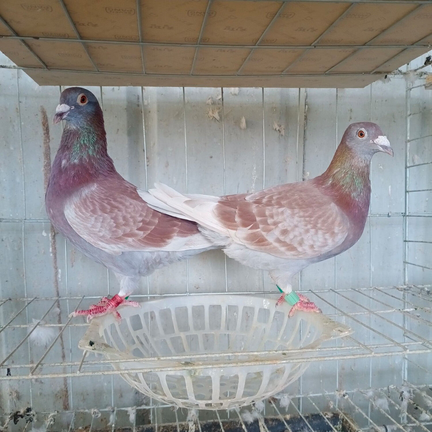 鸽子活一对信鸽幼鸽种鸽血统鸽远程鸽系李鸟白信鸽青年幼鸽配好对