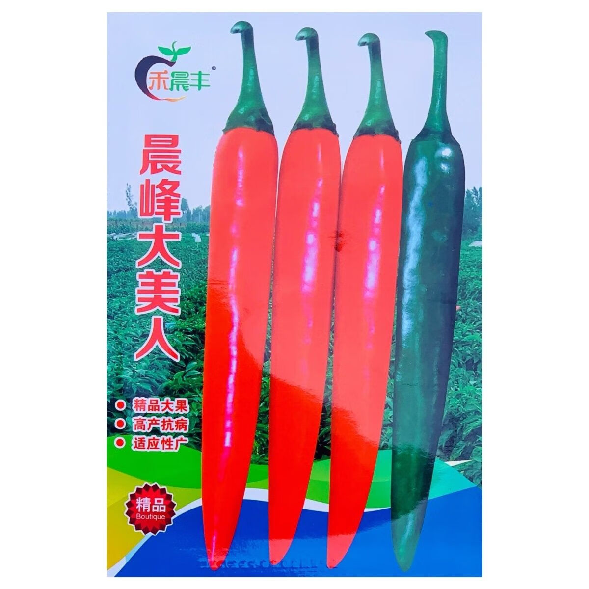 晨锋大美人大果美人椒种子中早熟杂交高产海花红辣椒籽大型尖椒孑 晨