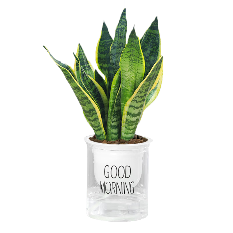 �������ܻ���������ֲ������3�衿���ӻ�+��֦+������Դͷֱ�� 38.8Ԫ