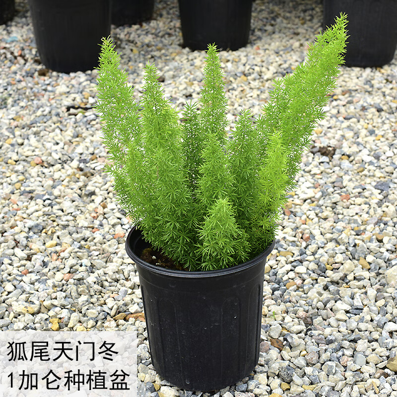 曼杉园狐尾天门冬盆栽窗台阳台庭院耐热观叶植物四季常青多年生好养易