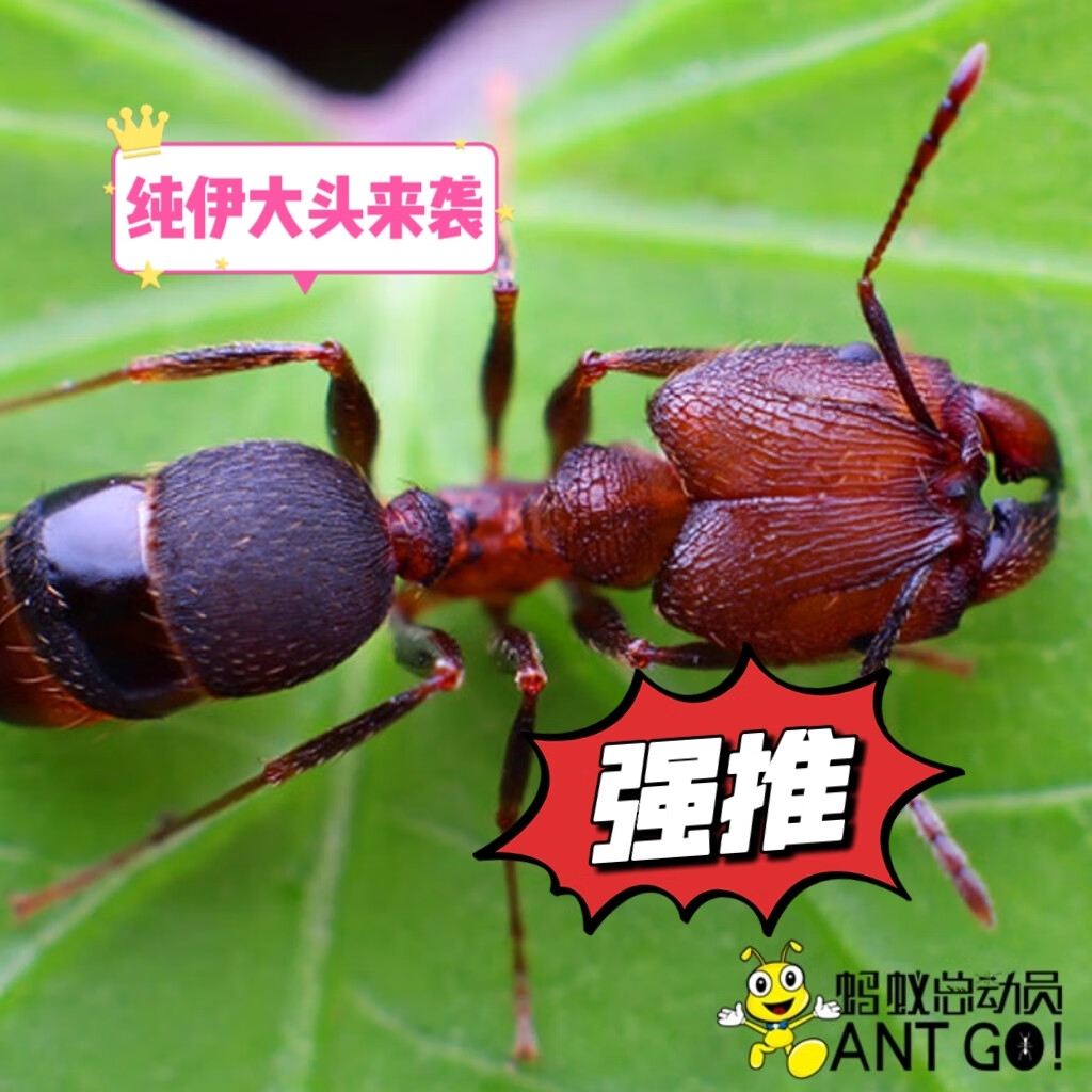 伊大头蚁 广西纯伊大头蚁 宠物蚂蚁少量有货 一后一百工