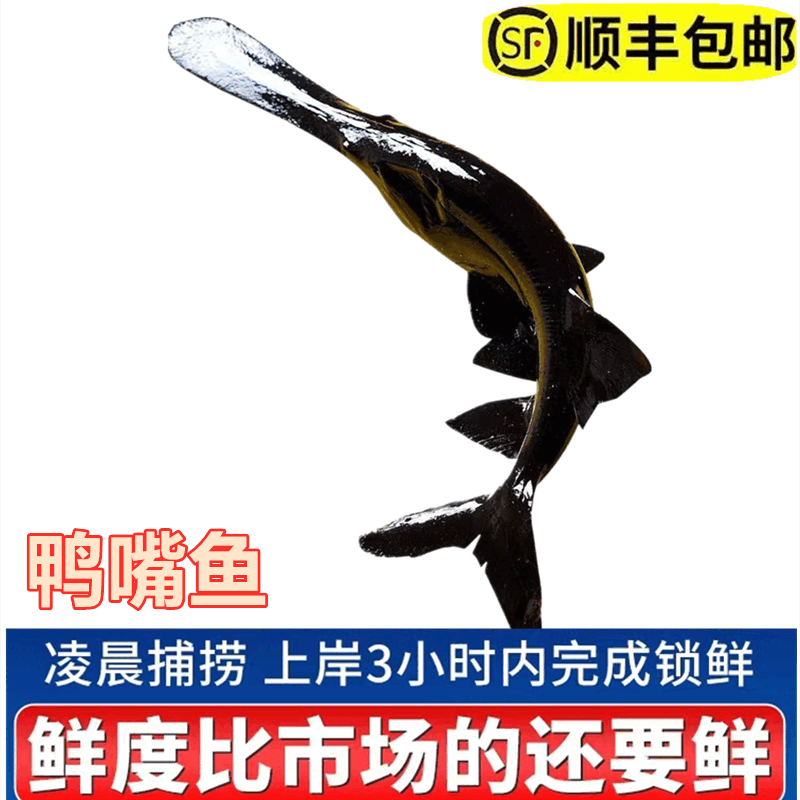 新鲜活鸭嘴鱼现杀食用无刺鱼中华鱼鲟鱼礼品鱼软骨无刺鱼水产鲟鱼 活鱼现杀送礼品箱 【顺丰】8斤一条