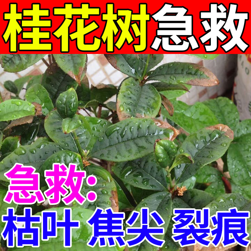 桂花树肥料专用肥枯叶斑病焦尖落黄叶花肥专用药营养液盆栽叶面肥 买3 送2【5瓶囤货装】