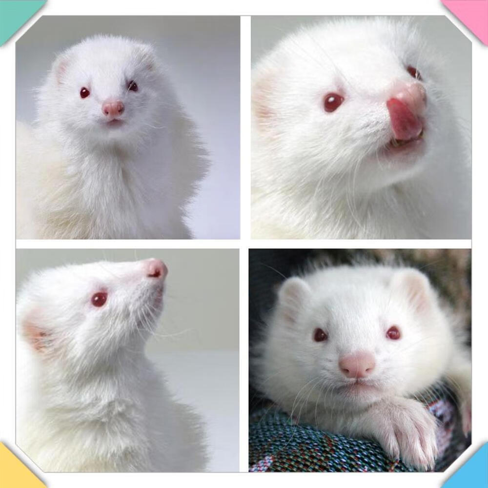 养殖场直销全国发货宠物貂活物水貂雪貂活物水貂活物 图片色