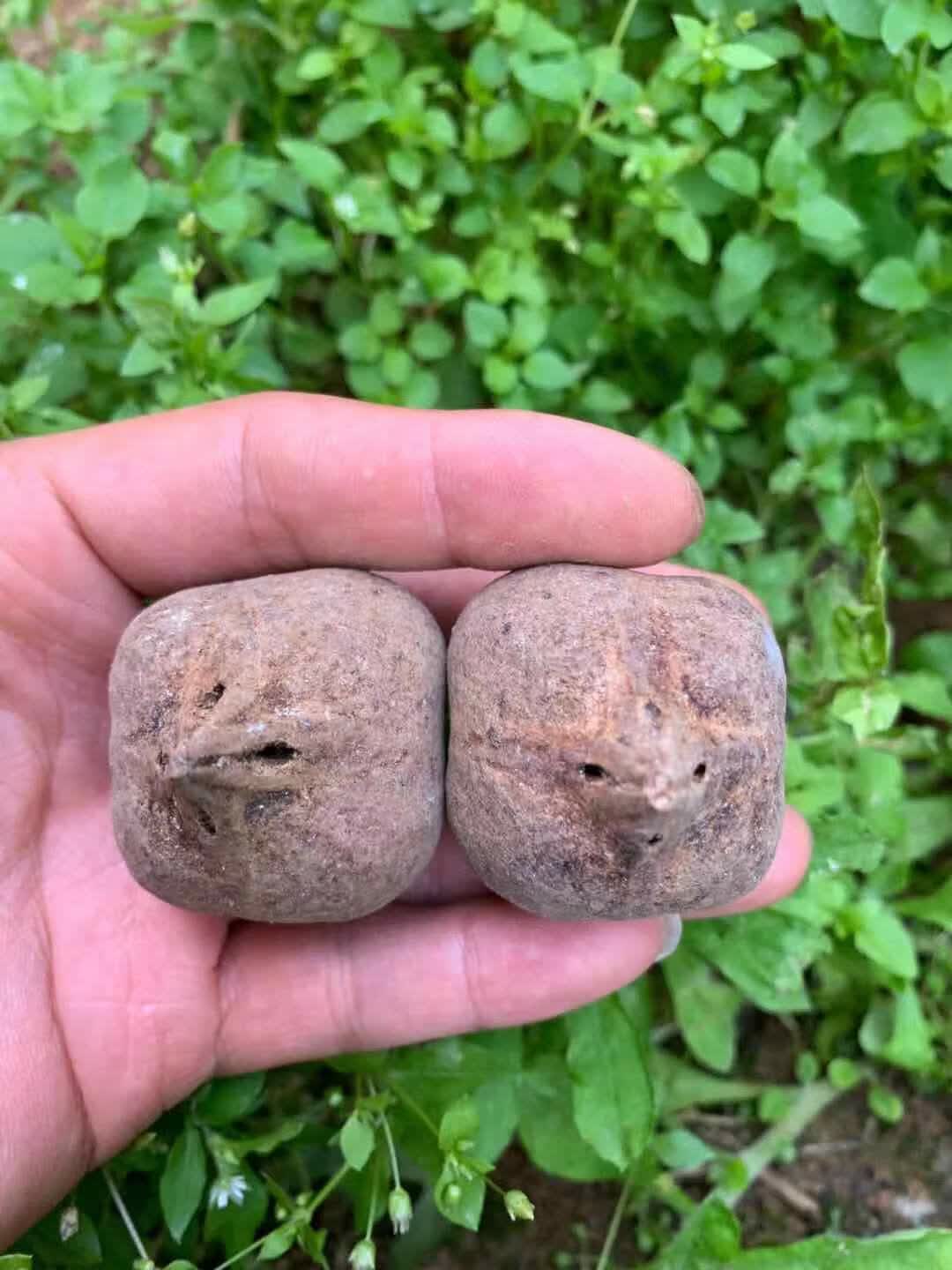 碧允四花超大橄榄核原料核雕老红油核桃单籽巴西核(单颗的价格) 直径