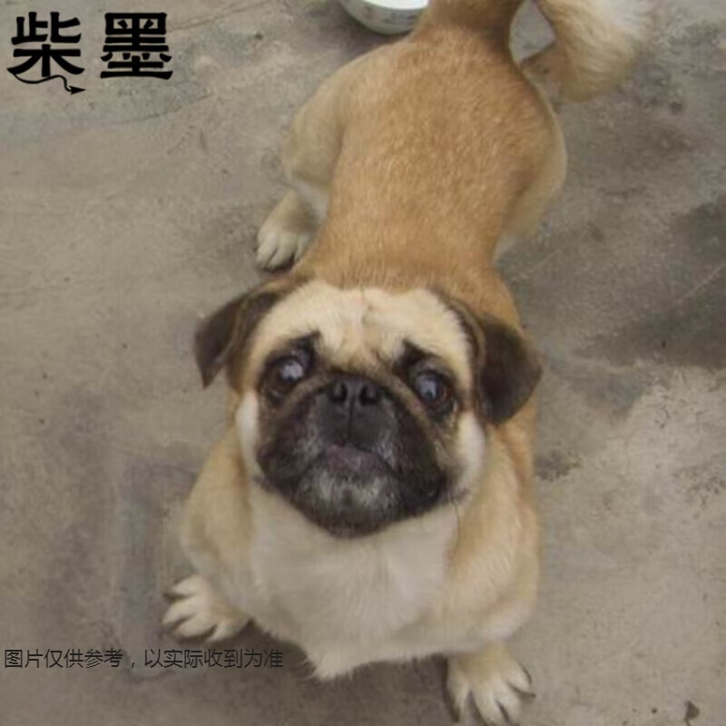 淮爵 混血巴哥犬巴哥幼犬八哥犬宠物狗狗活体小型犬狗活体幼崽小狗