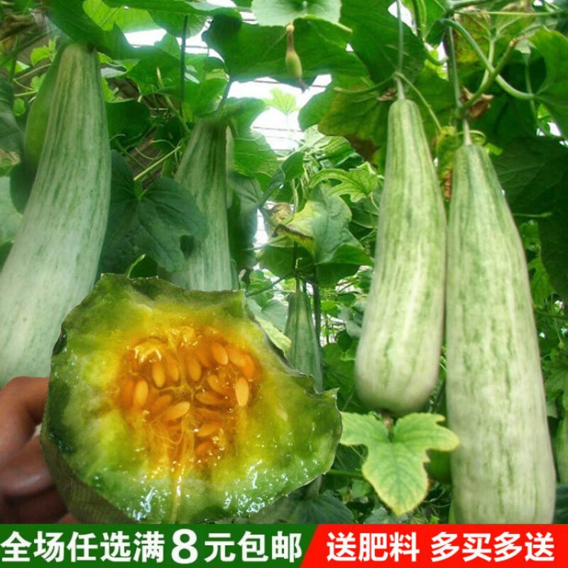 禾之润羊角蜜种子甜脆薄皮香瓜种籽阳台盆栽易种植蔬菜甜瓜种子大全