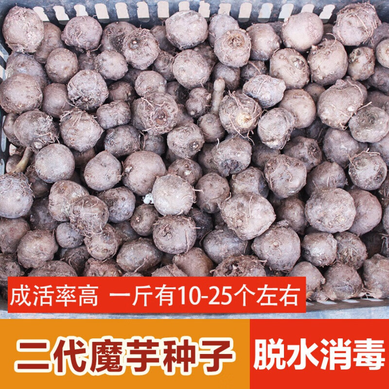 jphznb云南魔芋种子二代魔芋种子5斤脱水高产花魔芋种籽种球种苗 2500