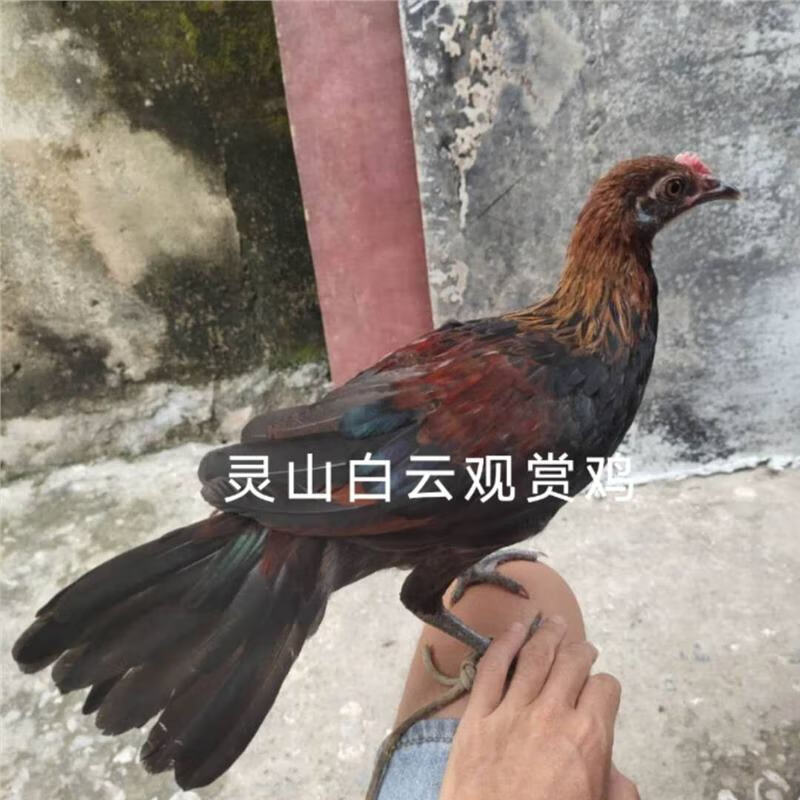 正宗海南白耳二代原鸡可孵化受精蛋纯种七彩山鸡翻毛鸡珍珠鸡种蛋 1枚