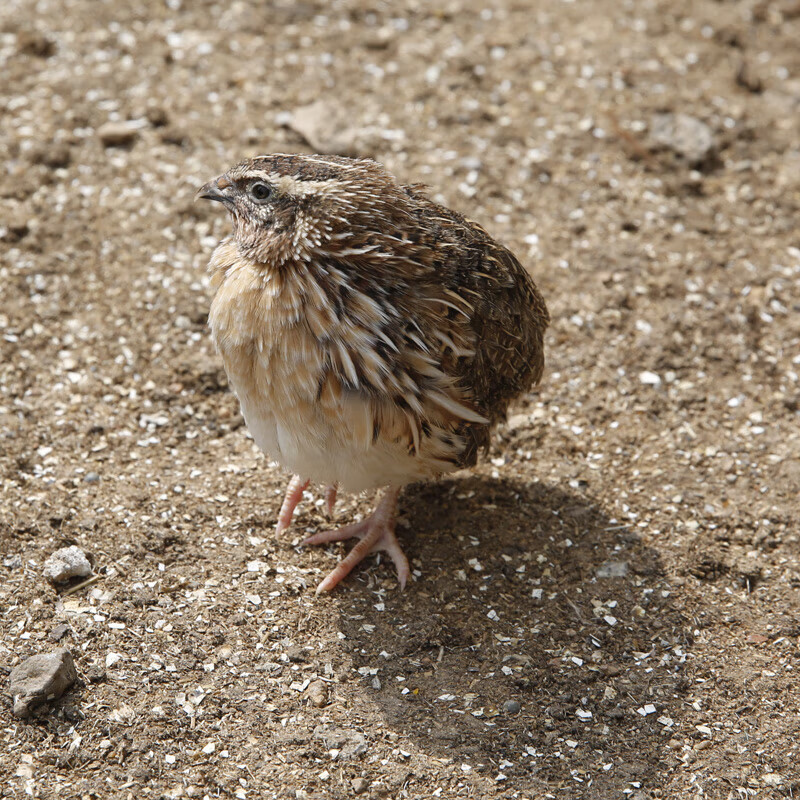 虎钢馋100只装大母鹌鹑新鲜鹌鹑肉速冻白条烧烤生骨肉现杀整箱全国