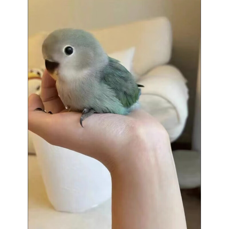绿桃绿金顶紫罗兰雏鸟幼鸟说话活鸟宠物亲人半毛 绿金顶雏鸟 喂养工具
