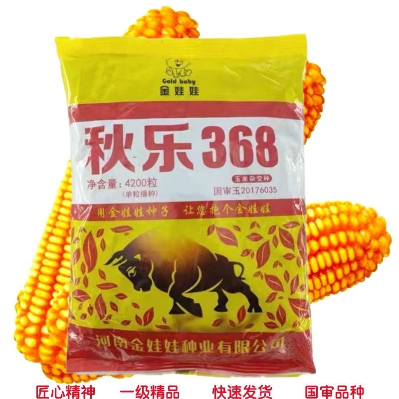 禾之润秋乐368玉米种杂交高杆大棒新技术抗病抗旱抗倒抗虫 原装4200粒