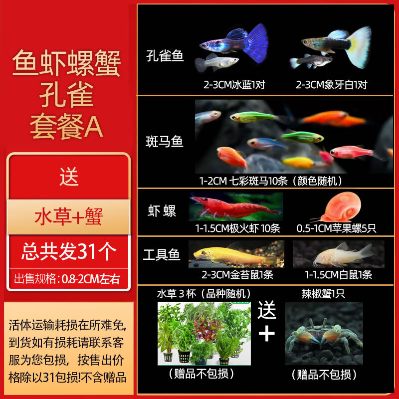 森渊热带观赏活鱼好养宝莲灯斑马淡水金鱼苗天使孔雀小型红绿灯科小鱼 鱼虾螺蟹孔雀套餐A