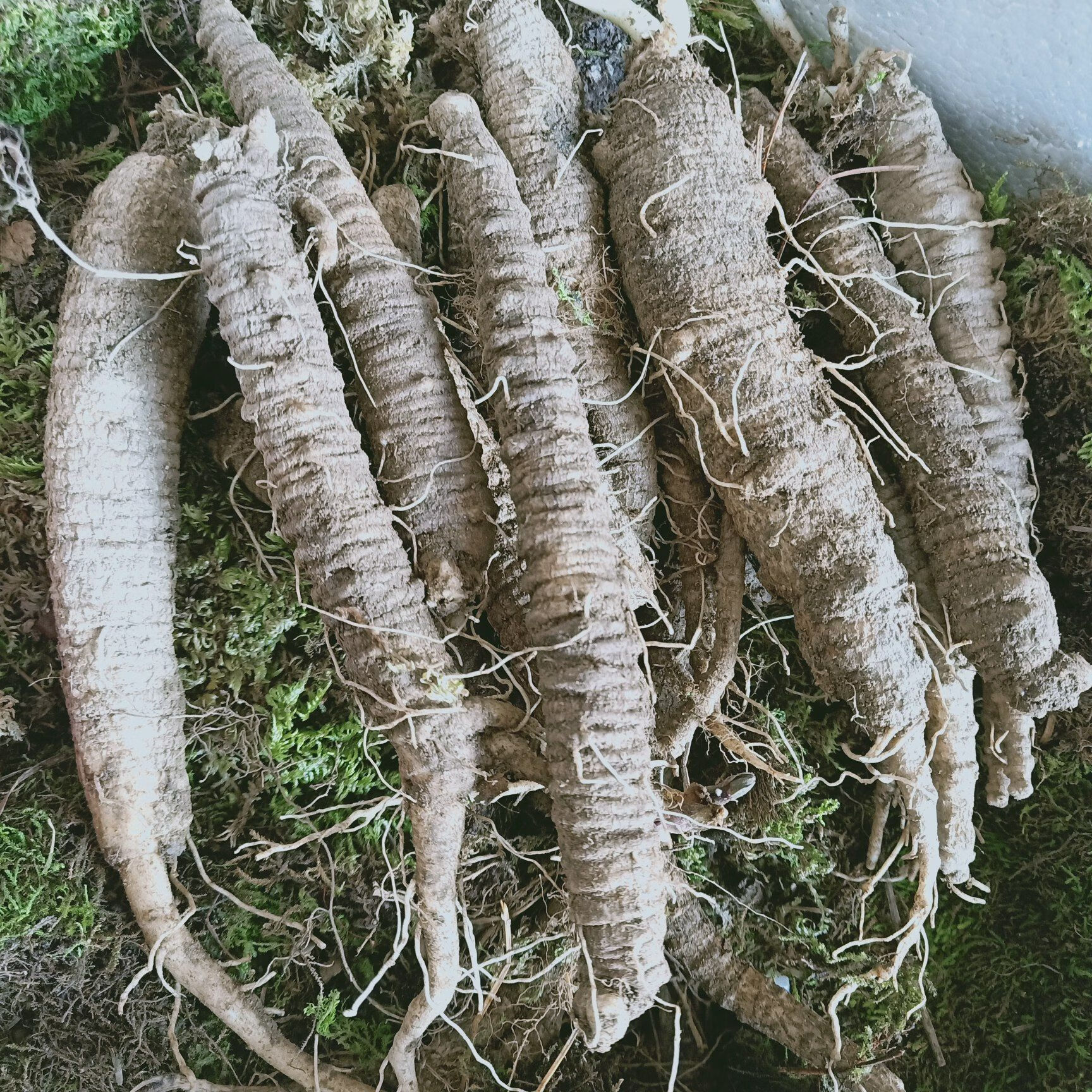 量和堂沙参白马肉东北山胡萝卜山地瓜沙参切片轮叶党参大个野生沙参