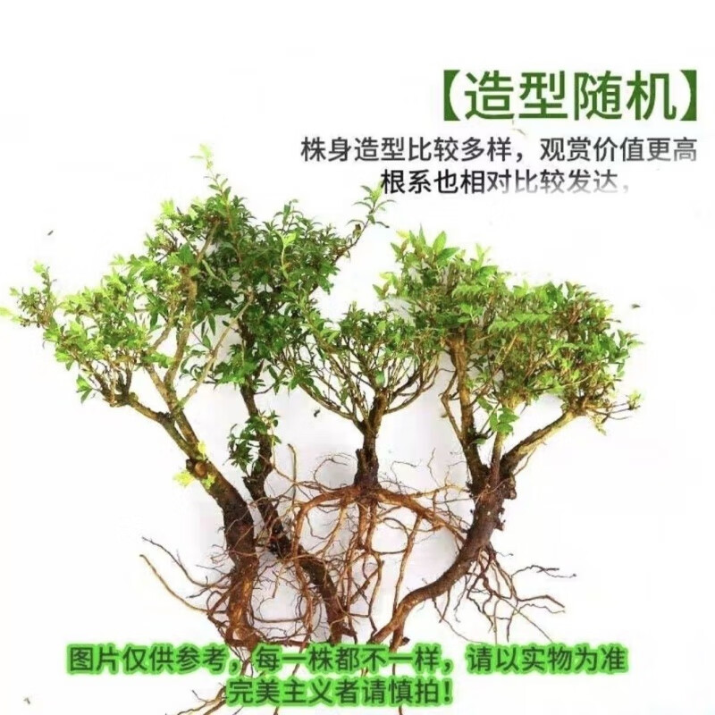 语森忆批发水杨梅水培老桩造景原生缸水陆缸微景观假山客厅水培造景