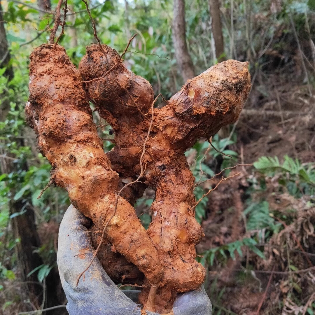 伴悦行野生土茯苓中药材 白余粮 草禹余粮 刺猪苓 过山龙 煲汤泡酒