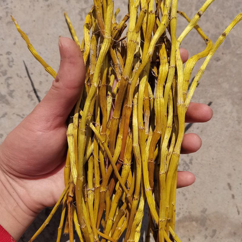 正宗赤水金钗石斛干条粉冻干花条养生石斛茶金钗石斛中药材切断片