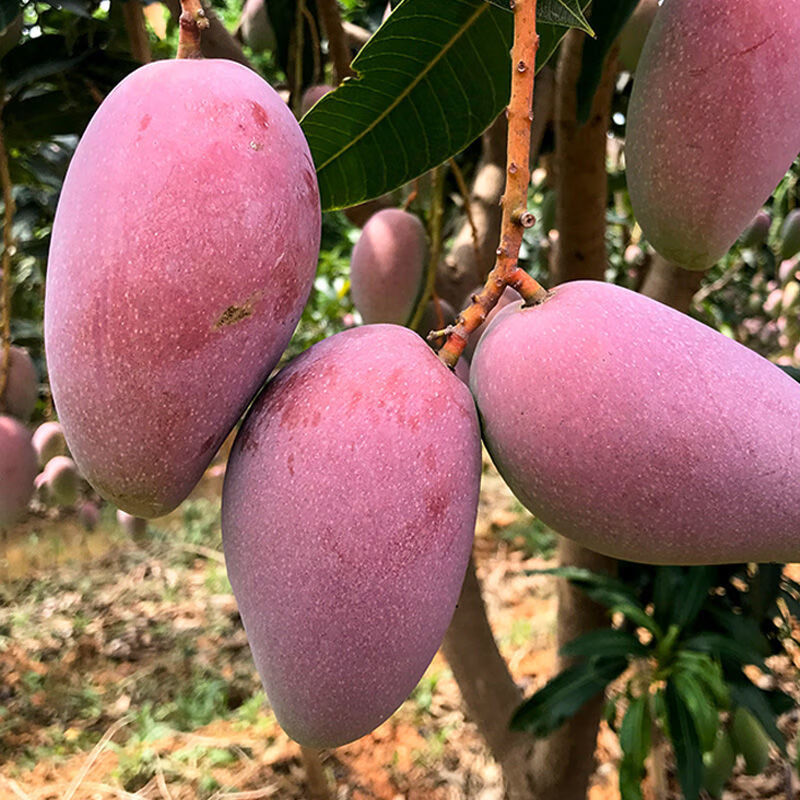 鲸咚亿农海南三亚贵妃芒薄核纸核芒果红金龙树上熟当季甜心芒孕妇新鲜水果 5斤特选大果