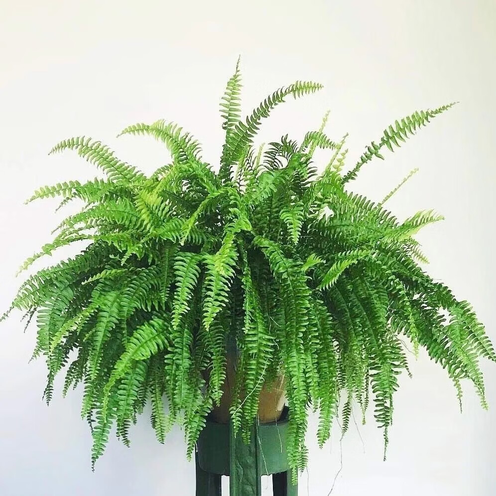 乡村小花医【波斯顿蕨】室内耐阴好养活喜水绿植阳台卧室垂吊吸异味