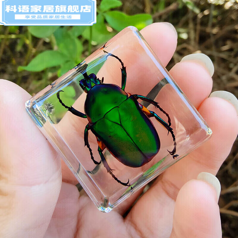 小动物真实昆虫树脂真虫金龟子蝎子蜘蛛知了甲 西瓜红 苹绿唇花金龟