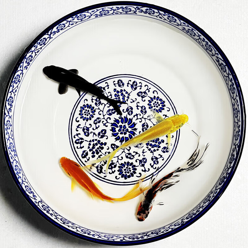 冷水观赏鱼黑草金活体鱼纯黑金龙凤锦鲤长短尾好养锦鲤 6-7cm黑黄红花