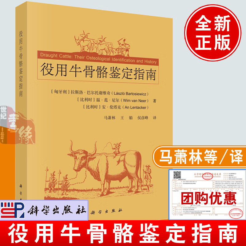 役用牛的形态学牛骨标本骨病观察骨骼测量学研究动物考古学