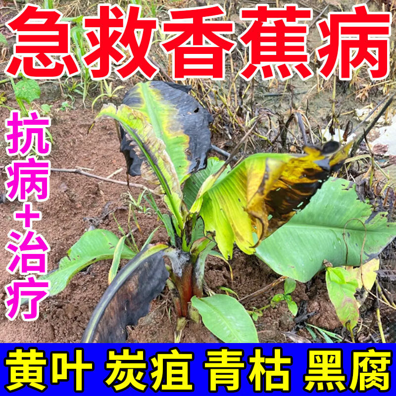香蕉专用药香蕉病全治香蕉枯萎病黄叶病黑斑病黑星病叶斑病叶面肥 一