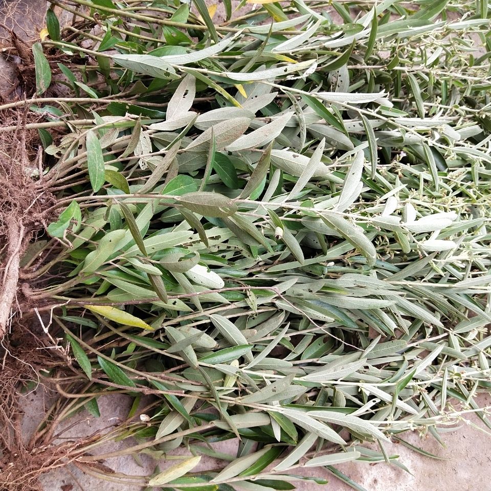 野生山芝麻 现采新鲜野芝麻鲜品 中草药鲜品岗油麻整棵带根 包邮 500