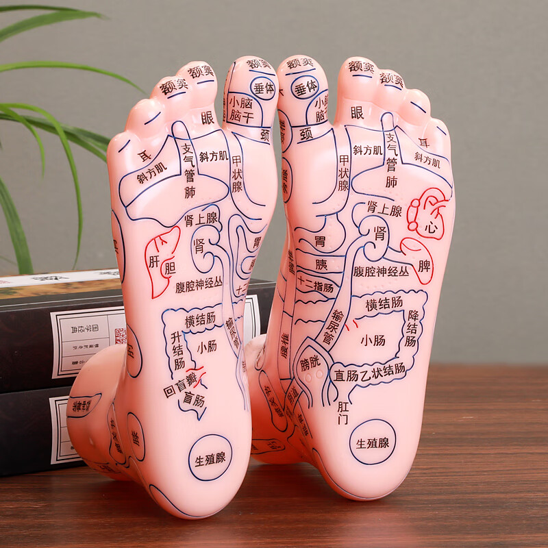 子木雅居 穴位图脚模形 足部穴位模型脚部反射区一对装大号清晰刻字