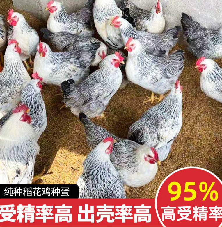 宝诺滋纯种稻花鸡种蛋受精蛋可孵化种鸡蛋白芦花鸡种蛋快大高产蛋王