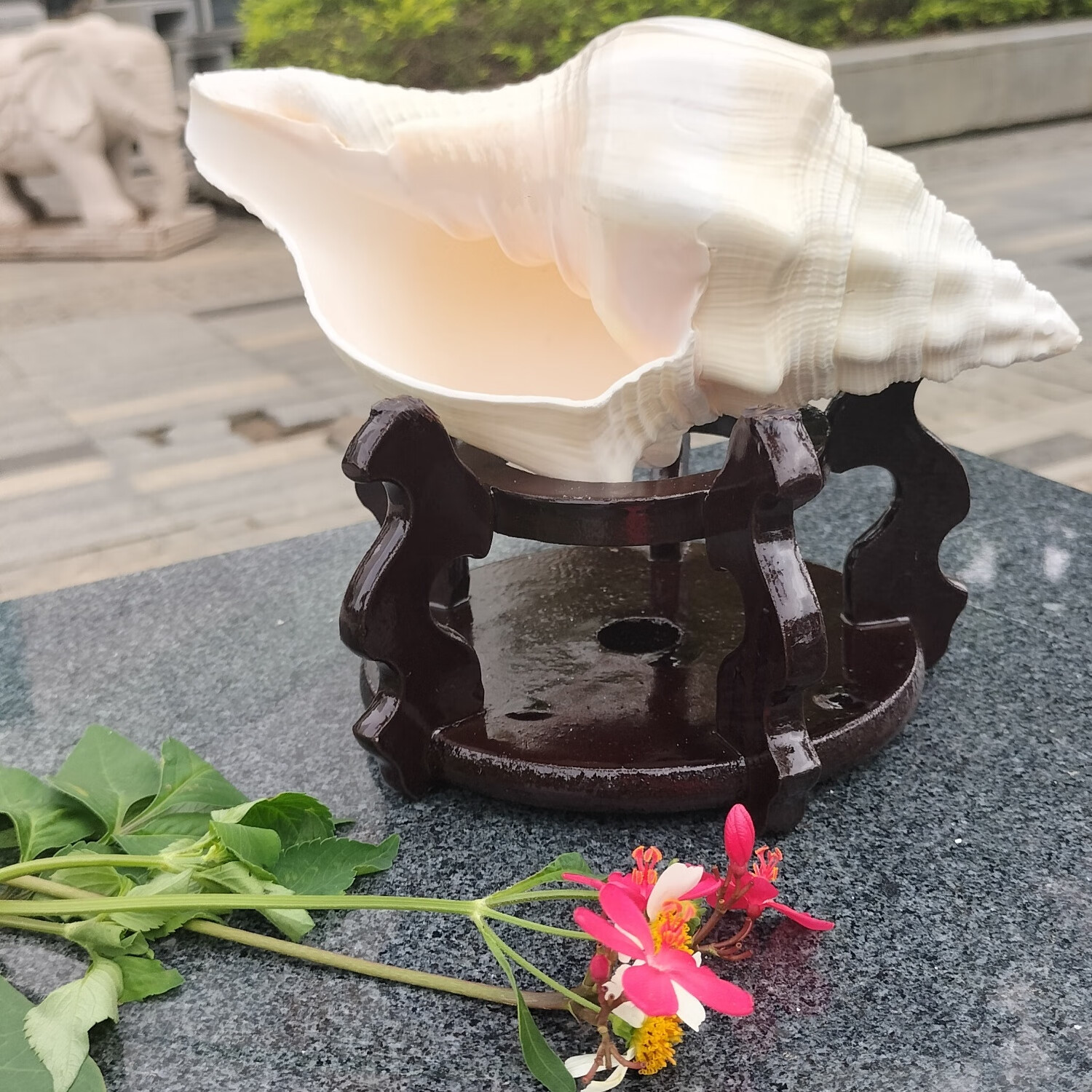 海南特色工艺品天然贝壳海螺家居摆件黄窝螺,鱼缸水族 18到20厘米左右