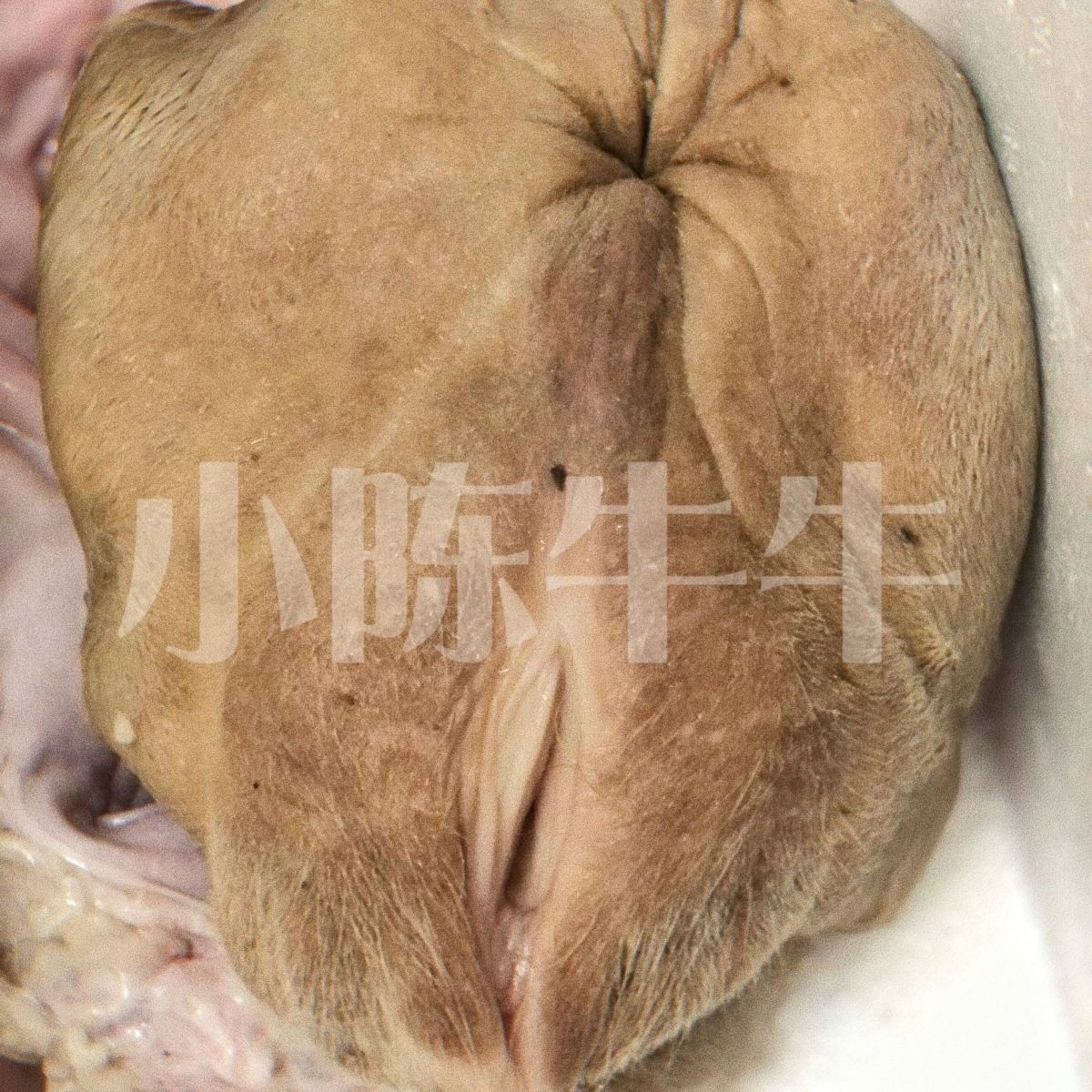 小黄牛现宰牛欢喜母牛生殖器官农家散养现宰胖妹妹新鲜整套子宫 2斤