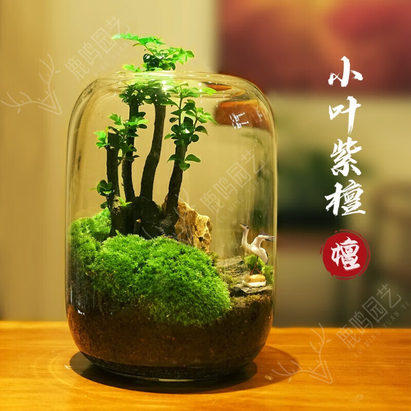 紫檀榆树创意办公室桌面微景观生态瓶青苔鲜活绿植盆栽成品耐养 小叶