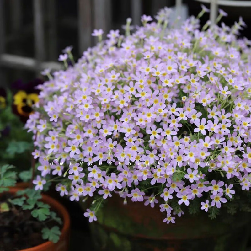 醉春木安徽羽叶报春盆栽苗陕西羽叶报春多年生花卉花期长阳台庭院易丰