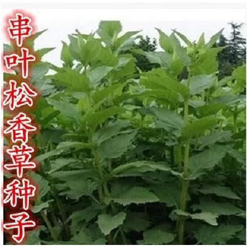 奔奥新品批 发牧草种子串叶松香草种子 牧草种子 牲畜食用 松香草种子 半斤