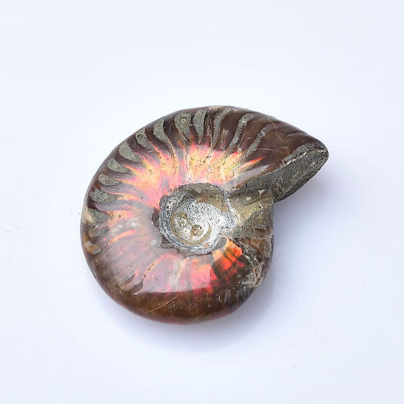 入古天然斑彩螺贝 壳原石摆件 海螺化石矿石标本 diy男女款吊坠挂件