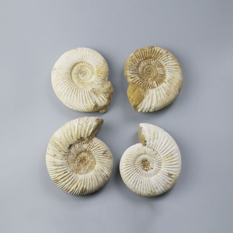 山头林村菊石化石 马达加斯加巴甫洛夫菊石化石 古生物化石小白螺海螺