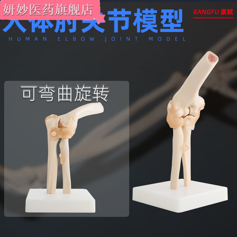 人体肘部关节模型 人体骨骼骨架模型 用 骨科骨骼教教具 韧带肘关节