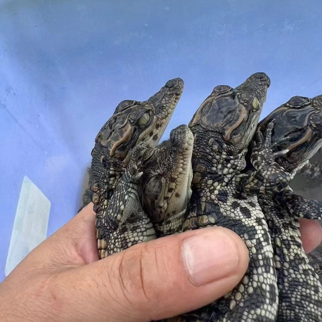 活体宠物小鳄苗鱼泰鳄宠物幼崽爬宠幼苗包活到家人工饲养养30厘米 一