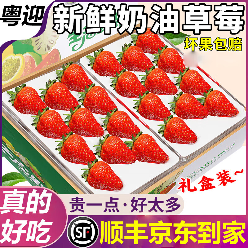 粤迎四川大凉山草莓新鲜现摘应季时令水果生鲜99红颜草莓产地直发 2斤精选果【香甜爆汁】净1.1斤