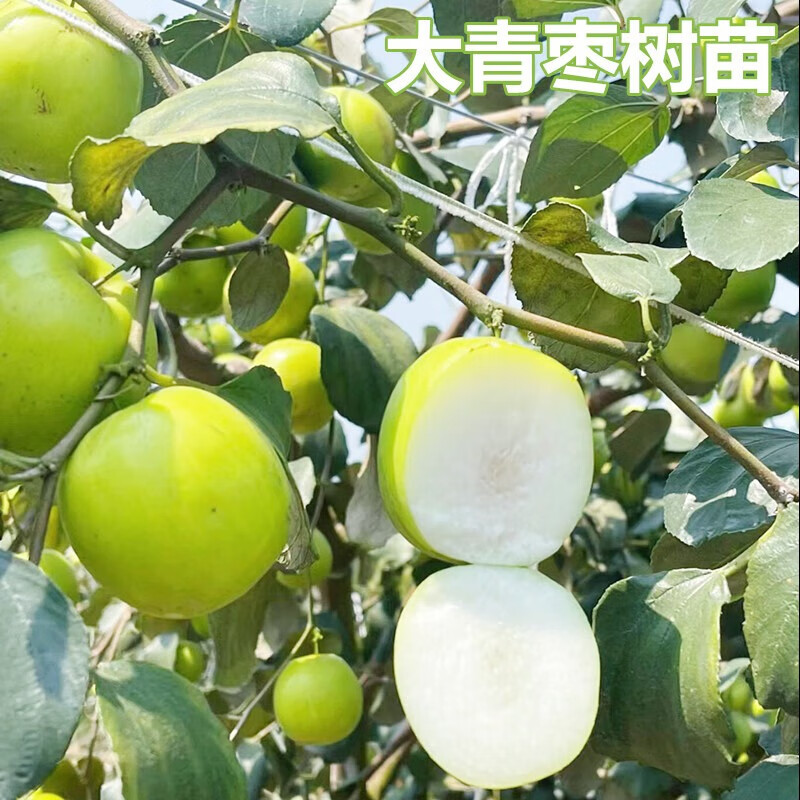 台湾牛奶大青枣果树苗嫁接苗庭院南方北方盆栽地栽水果苗当年结果 枣