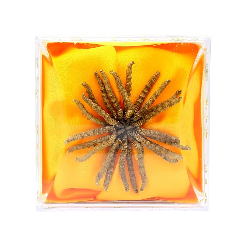 位元堂冬虫夏草西藏天然虫草高品质干虫草滋补营养节日年货中秋节礼盒