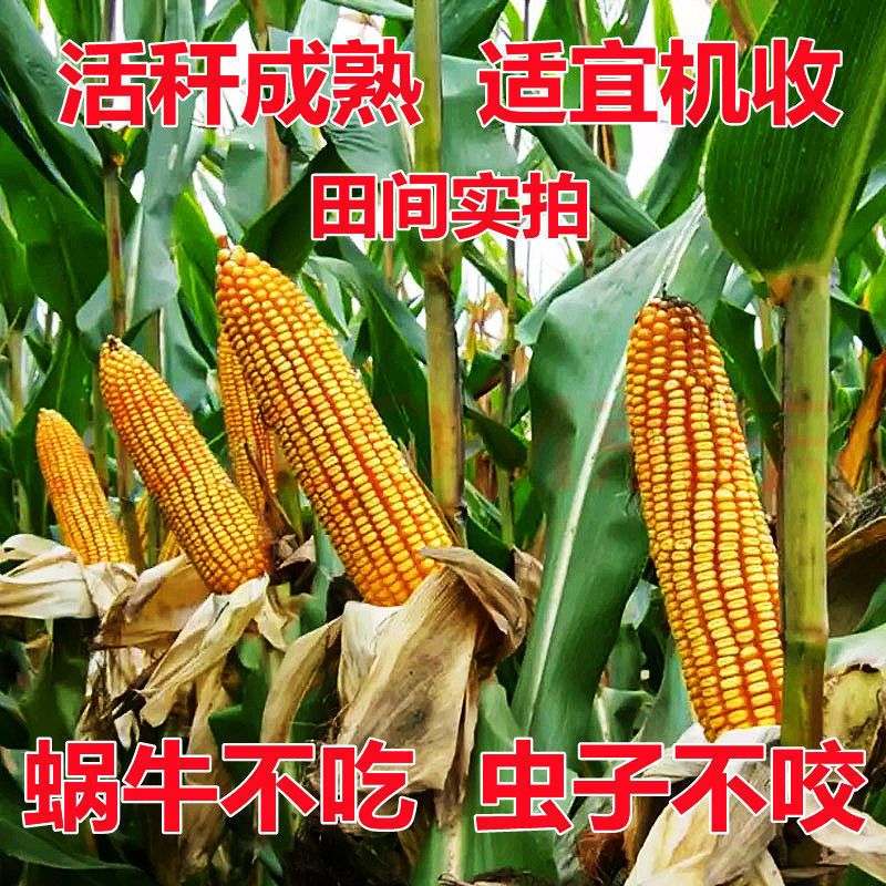 秋颖新升级nk718抗锈病矮杆大棒高产玉米种子活杆成熟抗旱耐涝 新升级