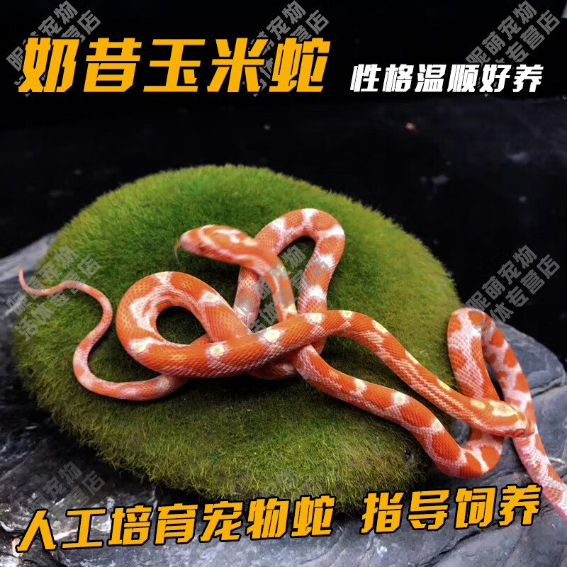 真蛇宠物蛇爬宠幼体翠青异宠宠物白化蛇宠无毒金边 奶昔玉米蛇【苗】